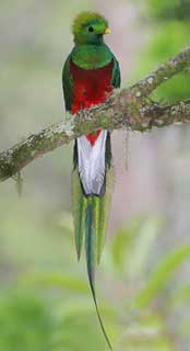 Quetzal animal cultura Maya